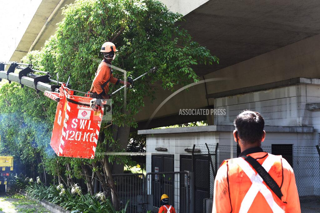Yk Chan FILE - In this April 19, 2020, file photo, a team of migrant workers from India trim the trees along Holland Road in Singapore. A second wave of coronavirus infections in tightly packed foreign workers' dormitories has caught Singapore off guard, and exposed the danger of overlooking marginal groups in a health crisis. Infections in Singapore, an affluent Southeast Asian city-state of fewer than 6 million people, have jumped more than a hundredfold in two months — from 226 in mid-March to over 23,000, the most in Asia after China and India. (AP Photo/YK Chan, File)