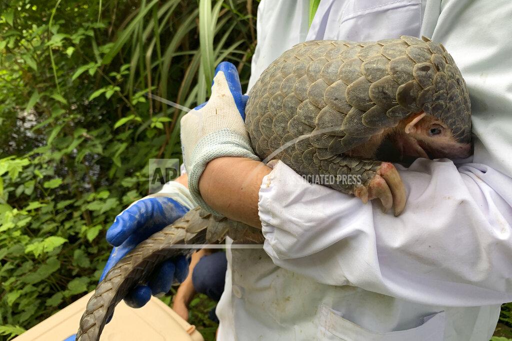 Uncredited In this photo taken June 11, 2020, and released by CBCGDF, a worker from China Biodiversity Conservation and Green Development Foundation, or CBCGDF, holds the Pangolin named Lijin before its release from the Jinhua wild animal rescue center in eastern China's Zhejiang province. (CBCGDF via AP)
