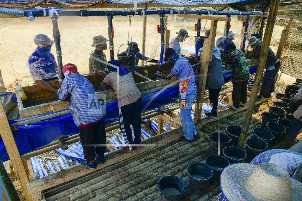 Michael O'NEal Team members assigned to the Defense POW/MIA Accounting Agency (DPAA), sift through dirt on the wet-screen station alongside local workers during an excavation operation in in Lampang province, Kingdom of Thailand, March 2, 2022. Possible human remains were found at a crash site in a rice field in northern Thailand by the Defense POW/MIA Accounting Agency and were sent to Hawaii where they will be tested to see if they belong to a U.S. pilot who went missing in 1944. (U.S. Army Sgt. 1st Class Michael O'Neal/Defense POW/MIA Accounting Agency via AP)