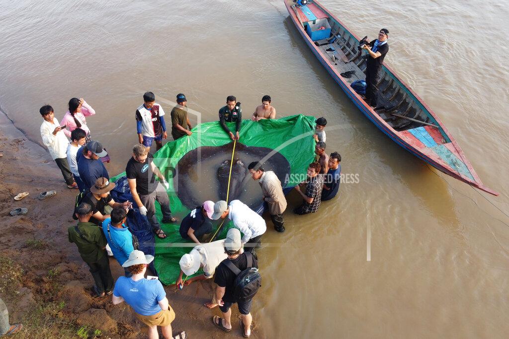 Sinsamout Ounboundisane In this photo provided by FISHBIO taken on June 14, 2022, a team of Cambodian and American scientists and researchers, along with Fisheries Administration officials measure the length of a giant freshwater stingray from snout to tail before being released back into the Mekong River in the northeastern province of Stung Treng, Cambodia. A local fisherman caught the 661-pound (300-kilogram) stingray, which set the record for the world's largest known freshwater fish and earned him a $600 reward. (Sinsamout Ounboundisane/FISHBIO via AP)
