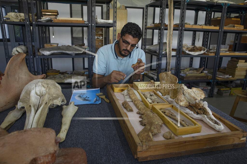 Nariman El-Mofty Egyptian researcher at Mansoura University Abdullah Gohar, shows the fossil of a 43 million-year-old four-legged prehistoric whale known as the "Phiomicetus Anubis," in an evolution of whales from land to sea, which was unearthed over a decade ago in Fayoum in the Western Desert of Egypt, at the university's paleontology department lab, in the Nile Delta city of Mansoura, 110 kilometers (70 miles) north of Cairo, Egypt, Sunday, Sept. 12, 2021. (AP Photo/Nariman El-Mofty)