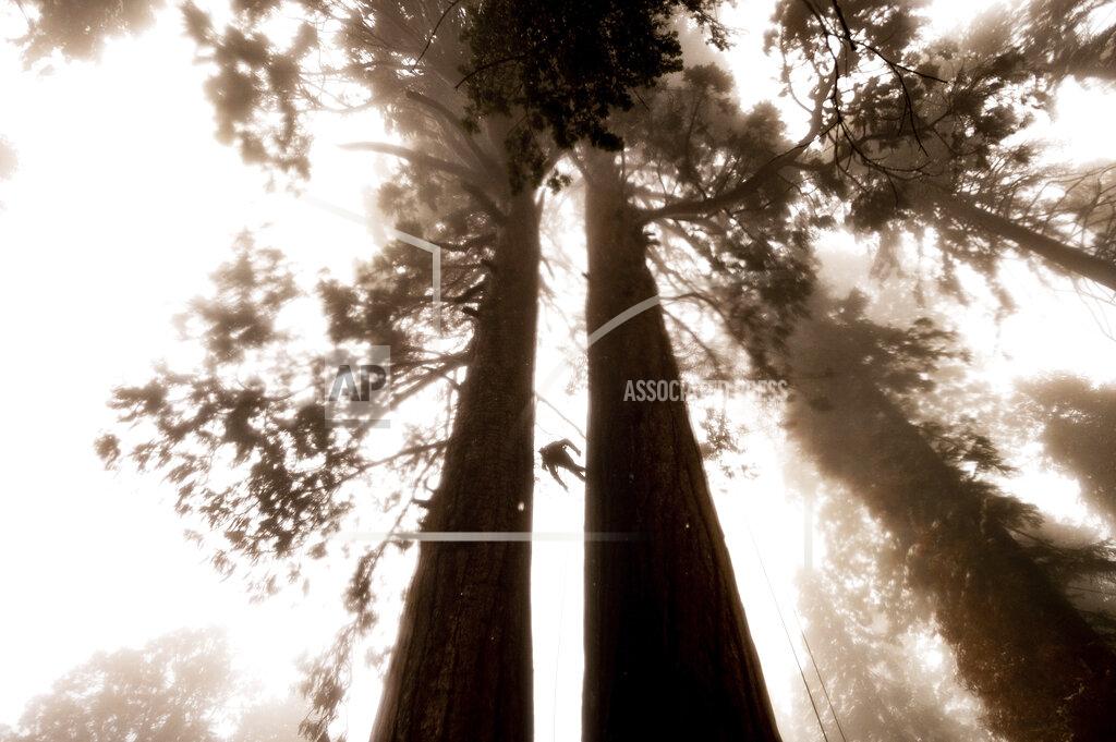 Noah Berger FILE - Climbing assistant Lawrence Schultz ascends the Three Sisters sequoia tree during an Archangel Ancient Tree Archive expedition to plant sequoia seedlings on Oct. 26, 2021, in Sequoia Crest, Calif. As federal officials launch an effort to inventory and protect old-growth and mature forests, there's disagreement over how "old" should be defined for a forest and which stands should be counted. (AP Photo/Noah Berger, File)