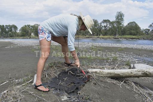 Petroleum asphalt remains in Yellowstone River, even af... - Vimarsana News