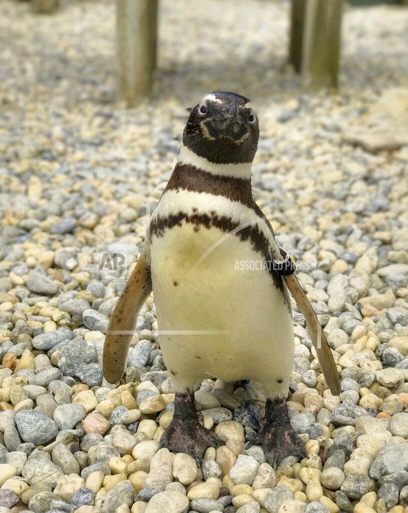 Uncredited This undated photo released by the San Francisco Zoo & Gardens, shows, a male Magellanic penguin, called Captain EO, at the zoo in San Fransisco. The oldest Magellanic penguin at the San Francisco Zoo & Gardens — one of the oldest penguins living under human care anywhere in the world — died Wednesday, July 6, 2022, at the age of 40, the zoo reported. The species' average life expectancy is 20 to 30 years. (San Francisco Zoo & Garden via AP)