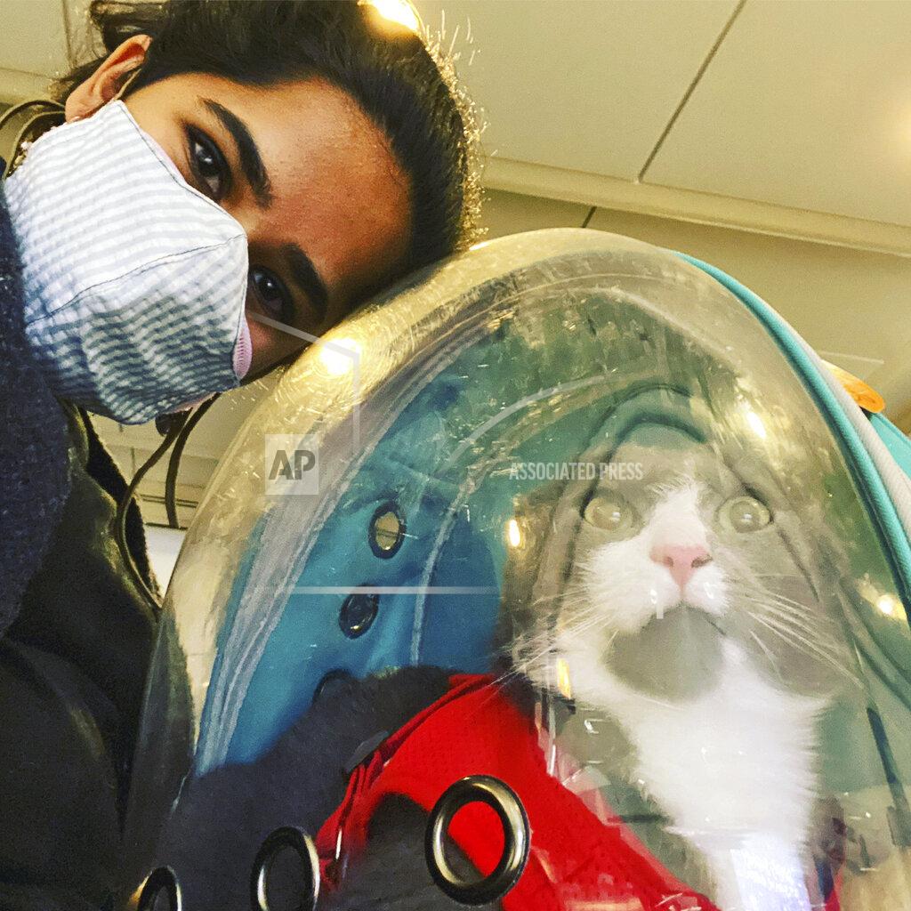 Devika Ranjan In this photo provided by Devika Ranjan, Devikia Ranjan takes a selfie with her cat Aloo at O'Hare International Airport on Nov. 21, 2020, in Chicago. Ranjan, a theater director in Chicago, wanted pandemic company and got a rescue cat she named Aloo during the summer. The formerly feral cat is believed to be around 3, and seems to be very comfortable with a slow-paced, high-attention pandemic life. (Devika Ranjan via AP)