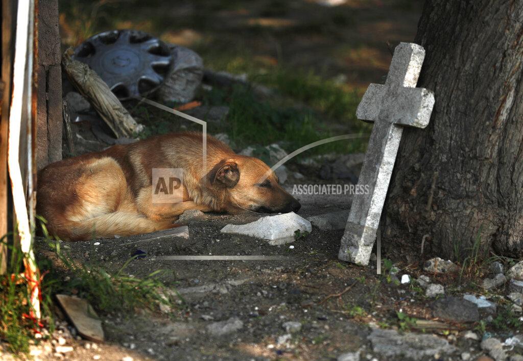 FILE - In this May 27, 2020 file photo, a street dog sleeps amid the tombs at the San Nicolas Tolentino Pantheon cemetery as workers make space for more burials in the Iztapalapa neighborhood of Mexico City, amid the coronavirus pandemic. As Mexico approaches 200,000 in officially test-confirmed deaths from COVID-19, the real death toll is probably higher due to the country’s extremely low rate of testing. (AP Photo/Marco Ugarte, File)
