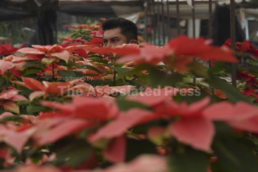 The checkered history of the poinsettia's namesake and... - Vimarsana News