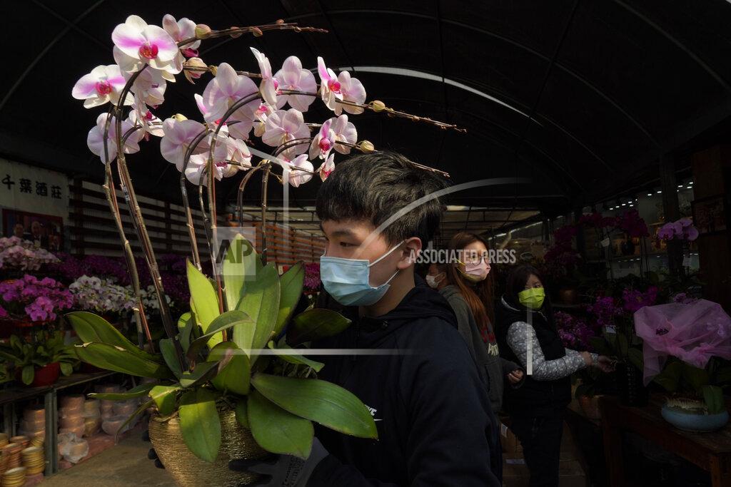 Kin Cheung A man wearing a face mask to protect against the spread of the coronavirus, carries a pot of Phalaenopsis orchids at one of Hong Kong's largest orchid farms located at Hong Kong's rural New Territories on Jan. 14, 2021. The Lunar New Year holiday is usually a busy period for flower farms in Hong Kong, which gear up to sell plum blossoms, orchids and daffodils at flower markets during the festive season. But the pandemic and restrictions on such festive markets this year has taken a toll on many farms, who worry that they may be left with an oversupply of flowers. (AP Photo/Kin Cheung)