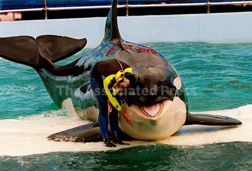 52 years after capture, orca Lolita may return to Pacif... - Vimarsana News