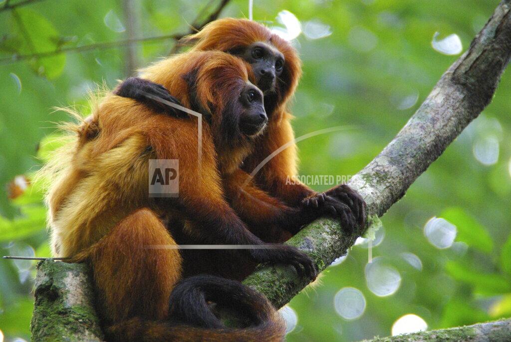 Andreia Martins This undated photo provided by AMLD in June 2020 shows endangered golden lion tamarins which live in the wild only in Brazil's Atlantic rainforest. In the wake of the COVID-19 coronavirus pandemic, scientists monitoring the devastating impacts of yellow fever on golden lion tamarins are unable to work in closed forest reserves. (Andreia Martins/AMLD via AP)