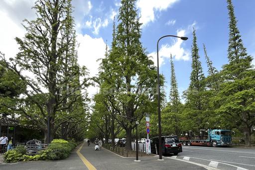 Haruki Murakami pleads for keeping Tokyo park and baseb... - Vimarsana News