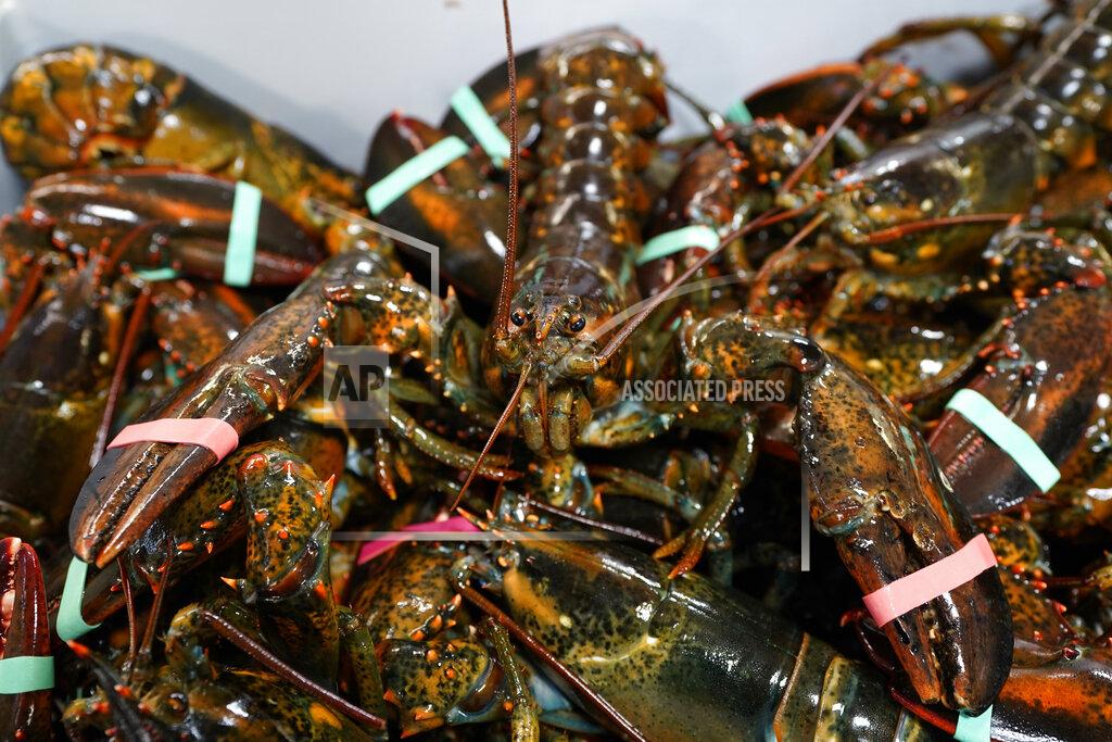 Robert F. Bukaty In this Wednesday, Nov. 18, 2020, photo, lobsters sit in a crate at a shipping facility in Arundel, Maine. Dealers who sell lobsters to other countries are hopeful they will be able to do so with without punitive tariffs under Democratic President-elect Joe Biden. (AP Photo/Robert F. Bukaty)