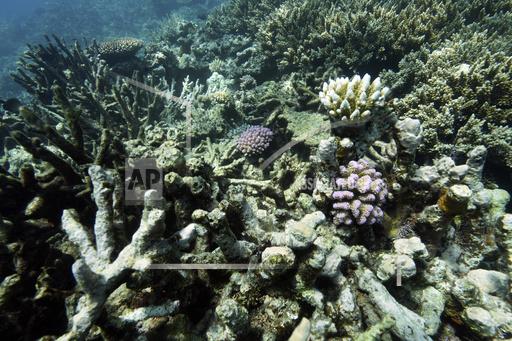 FILE - Coral on Moore Reef is visible in Gunggandji Sea Country off coast of Queensland, Nov. 13, 2022, in eastern Australia. Debate over proposed regulations for deep-sea mining will stretch into 2024 as a U.N. agency that presides over the international seabed concluded its last meeting of the year on Wednesday, Nov. 8, 2023. (AP Photo/Sam McNeil, File)