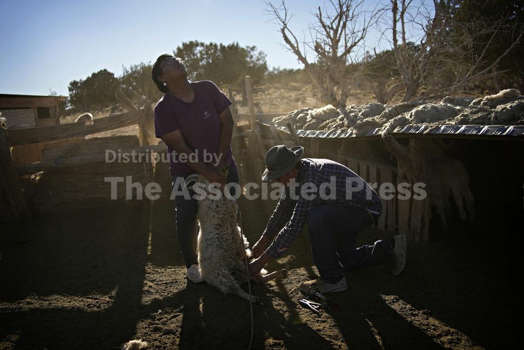 Navajo sheep herding at risk from climate change. Some... - Vimarsana News