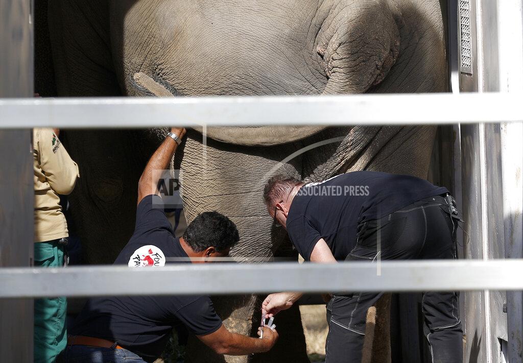 Anjum Naveed Veterinarians from the international animal welfare organization Four Paws inject medicine to an elephant named Kaavan before transporting him to a sanctuary in Cambodia, at the Marghazar Zoo in Islamabad, Pakistan, Sunday, Nov. 29, 2020. Kavaan, the world's loneliest elephant, who became a cause celebre in part because America's iconic singer and actress Cher joined the battle to save him from his desperate conditions at the zoo. (AP Photo/Anjum Naveed)