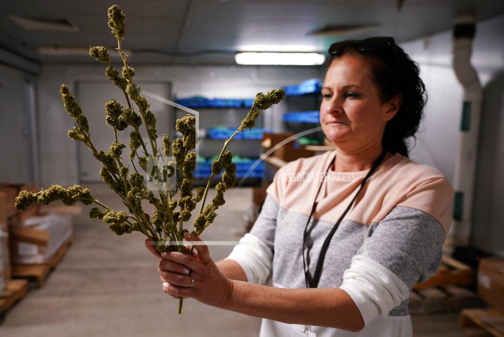 Matt Slocum Ashley Walsh, founder of Pocono Organics farm, holds hemp buds at the farm adjacent to Pocono Raceway, Friday, June 25, 2021, in Long Pond, Pa. The 380 acre farm is the title sponsor for Saturday's NASCAR auto race, The Pocono Organics CBD 325, the first Cup race with a CBD sponsorship. (AP Photo/Matt Slocum)