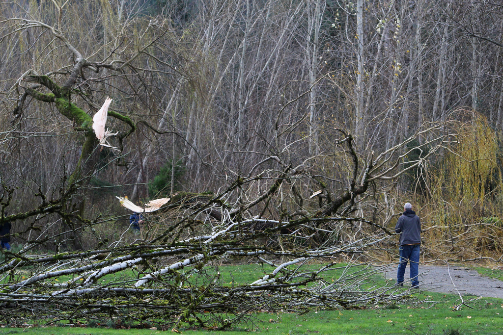 FILE - A man walks by fallen trees after a "bomb cyclone" storm brought heavy winds to Issaquah, Wash., Nov. 20, 2024. (AP Photo/Manuel Valdes, File)