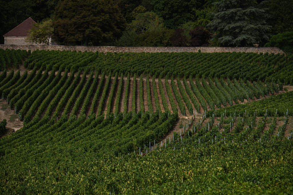 View of vineyard plots with different grape varieties in Hautvillers, Champagne region, France, Tuesday, Aug. 18, 2026. (AP Photo/Aurelien Morissard)