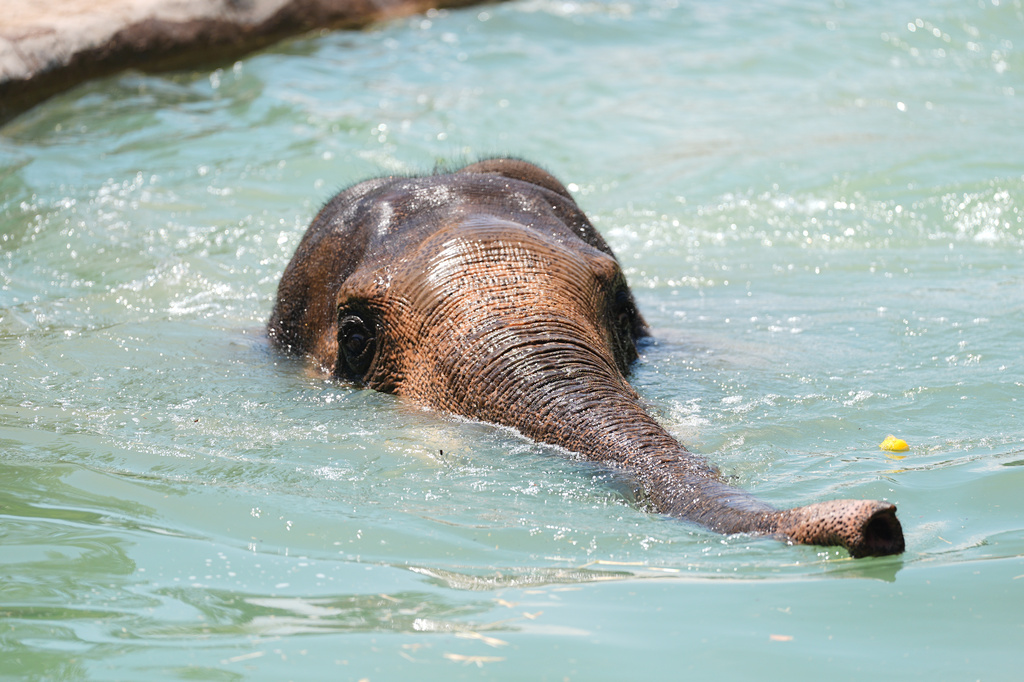Jake the Asian elephant takes a dip in a pool at the Denver Zoo Conservation Alliance as daytime high temperatures soared toward the triple-digit mark Friday, July 24, 2026, in Denver. (AP Photo/David Zalubowski)