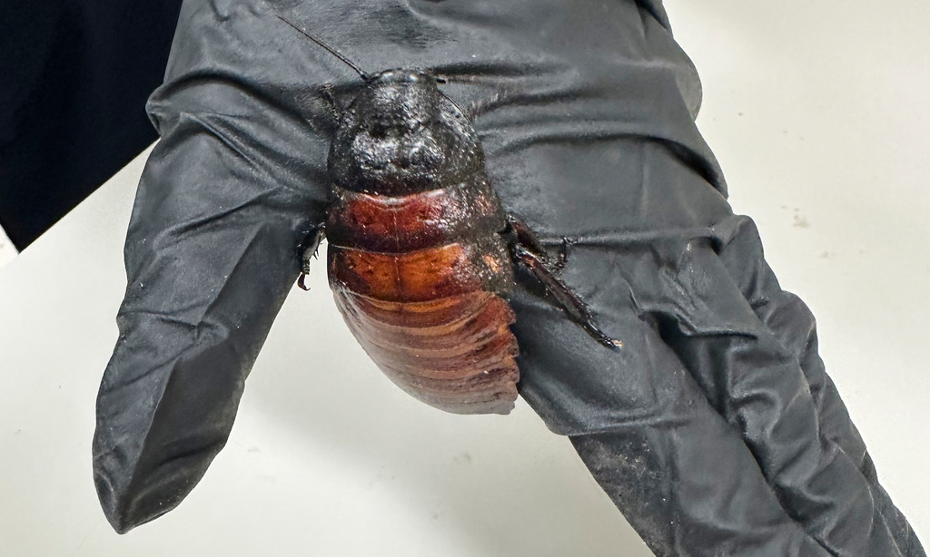 This image supplied by Australia's Department of Climate Change, Energy, the Environment and Water shows, a staff member holding a Madagascar hissing cockroach seized from a commercial breeder at Bathurst, Australia, Tuesday, May 26, 2026. (Department of Climate Change, Energy, the Environment and Water via AP)