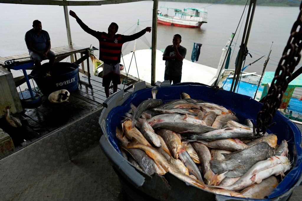 Fishers unload their catch from a boat at a trading port on the banks of the Oiapoque River in the city of Oiapoque, Amapa state, Brazil, Tuesday, March 10, 2026. (AP Photo/Eraldo Peres)