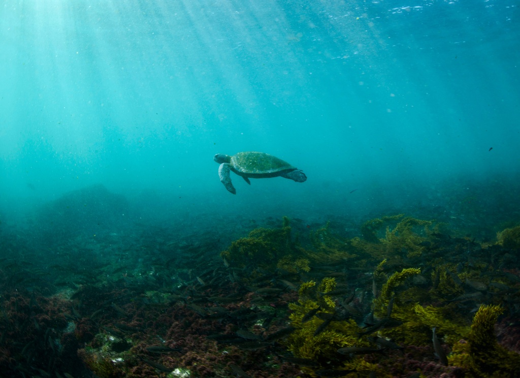 FILE - A Pacific green sea turtle swims near Fernandina Island, Ecuador in the Galapagos on June 8, 2024. (AP Photo/Alie Skowronski, File)
