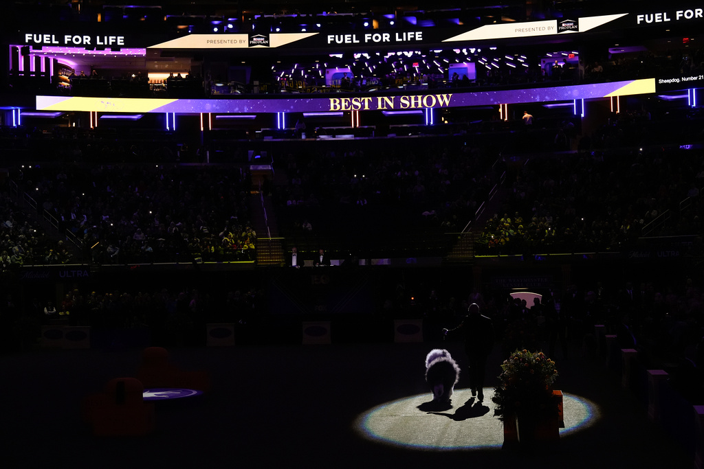 Graham, an old English sheepdog, walks into the ring for the Best in Show competition of the 150th Westminster Kennel Club Dog Show, Tuesday, Feb. 3, 2026, in New York. (AP Photo/Yuki Iwamura)