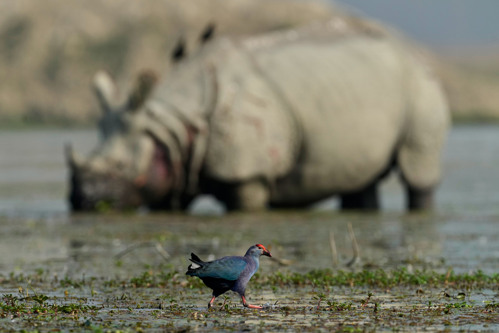 A Grey-headed swamphen searches for food as an one horned Rhinoceros grazes in a wetland as migratory birds arrive at the Pobitora wildlife sanctuary on the outskirts of Guwahati, India, Wednesday, Jan. 7, 2026. (AP Photo/Anupam Nath)