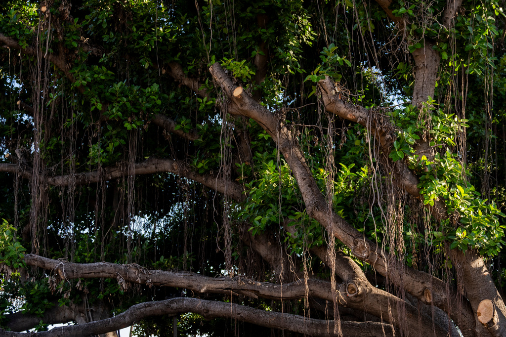 FILE - New growth is seen on the historic banyan tree on July 6, 2024, in Lahaina, Hawaii. (AP Photo/Lindsey Wasson, File)