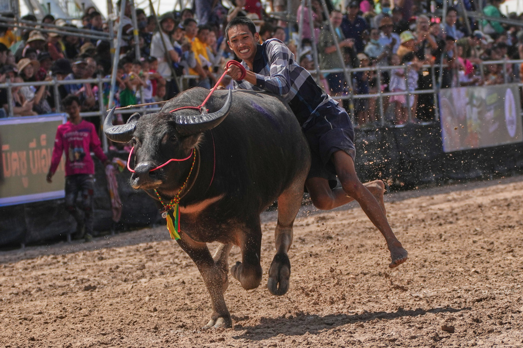 A Thai buffalo rider loses his balance and falls in a sprint event during an annual buffalo racing festival in Chonburi, Thailand, Monday, Oct. 6, 2025. (AP Photo/Sakchai Lalit)