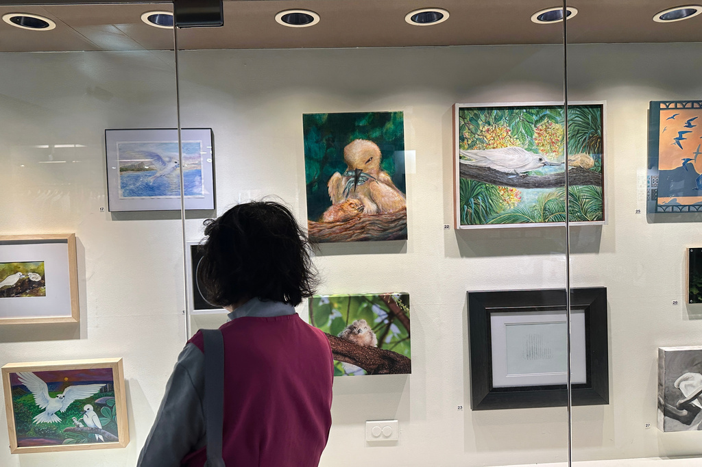 A person looks at art depicting white tern seabirds displayed at Capitol Modern: The Hawaii State Art Museum, Saturday, March 28, 2026, in Honolulu. (AP Photo/Audrey McAvoy)