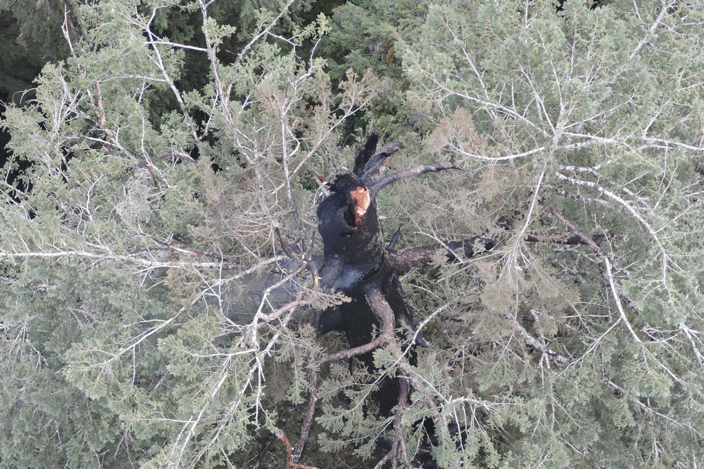 In this photo provided by the Coos Bay District Bureau of Land Management, the top of the Doerner Fir tree’s trunk smokes in Coos County, Ore., Sunday, Aug. 17, 2025. (Coos Bay District Bureau of Land Management via AP)