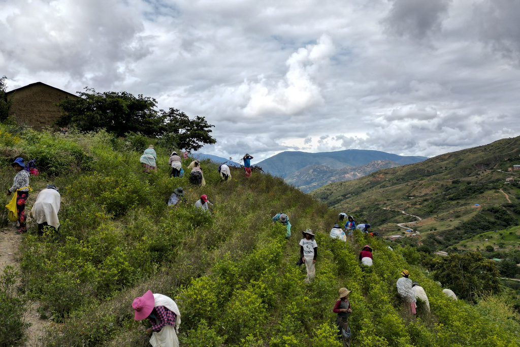 FILE - Farmers harvest coca leaves in Los Yungas region, on the outskirts of Trinidad Pampa, a coca-producing area of Bolivia, April 14, 2024. (AP Photo/Juan Karita, File)