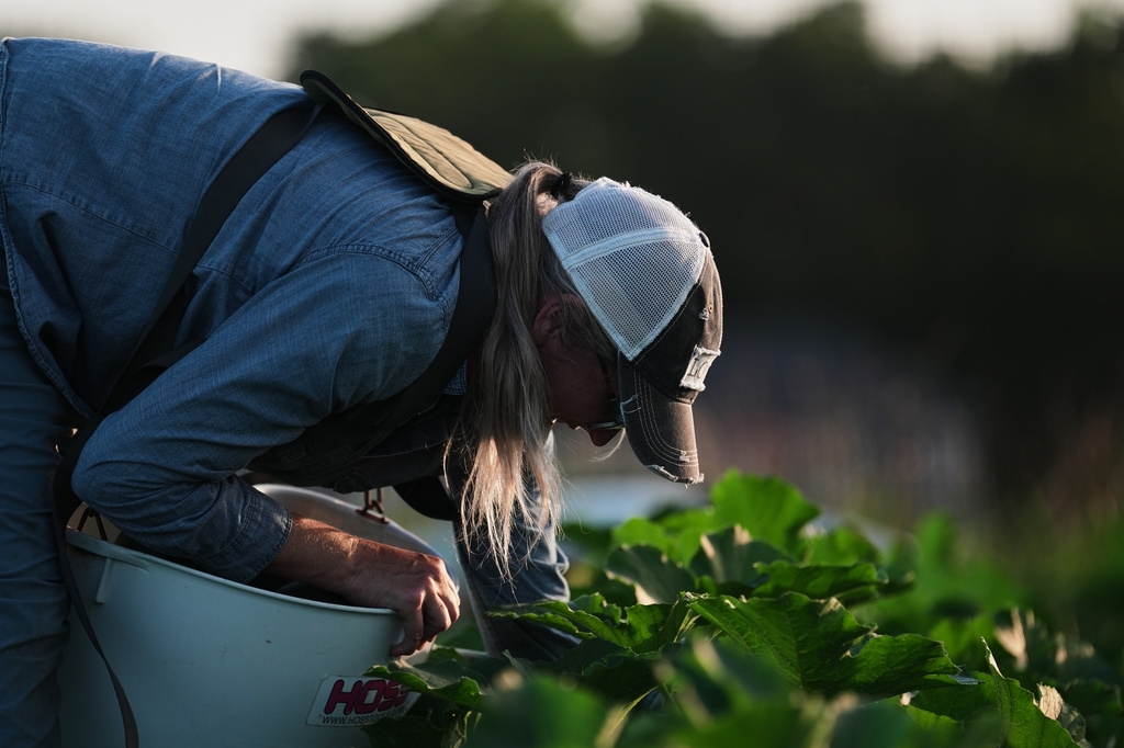 Annie Woods harvests squash Wednesday, July 1, 2026, at her farm in Brooksville, Ky. (AP Photo/Joshua A. Bickel)