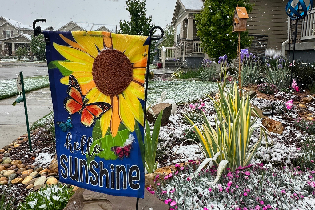 Wet snow falls on flowers Tuesday, May 5, 2026, in Fort Collins, Colo. (AP Photo/Mead Gruver)