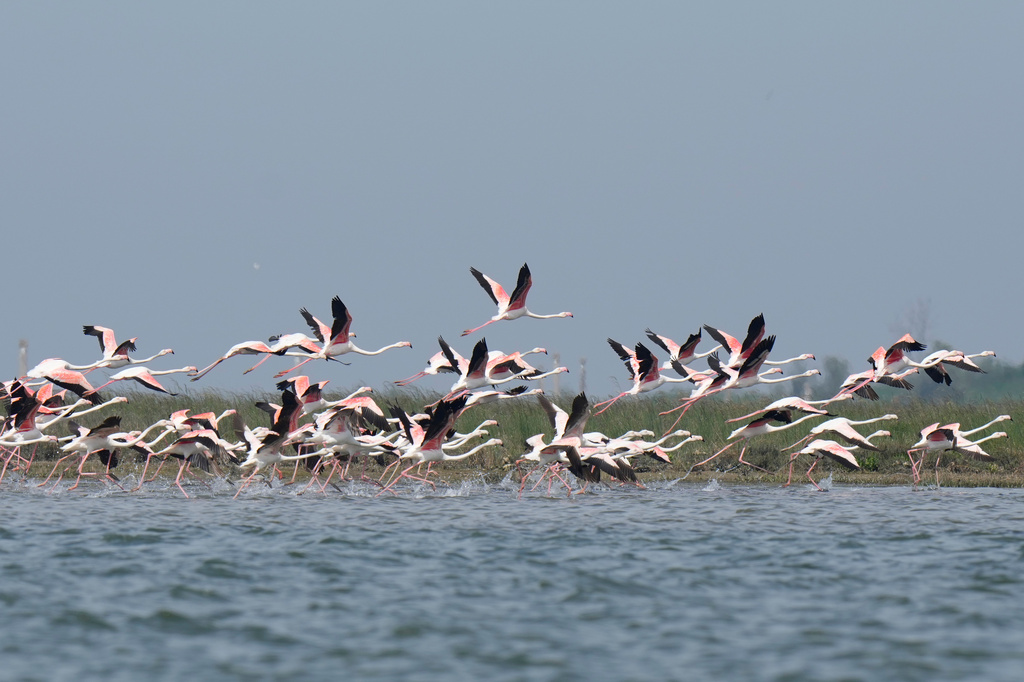 A group of flamingos fly in the Venetian lagoon, in Venice, Italy, Monday, May 4, 2026. (AP Photo/Luca Bruno)