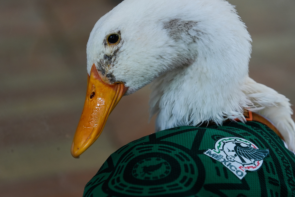 A duck named Merlin wears a Mexico national soccer team jersey, during the World Cup in Mexico City, Monday, June 15, 2026. (AP Photo/Marco Ugarte)