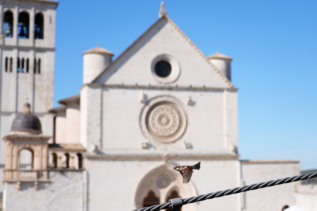 A sparrow flies past the Basilica of St. Francis in Assisi, Italy, Saturday, Feb. 21, 2026, on the eve of the public display of St. Francis' remains to mark the 800th anniversary of his death in 1226.(AP Photo/Gregorio Borgia)