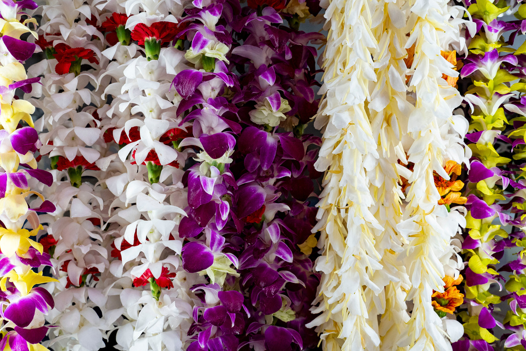 Lei hang inside a refrigerator at Cindy's Lei Shop in Chinatown, Thursday, Feb. 26, 2026, in Honolulu. (AP Photo/Mengshin Lin)