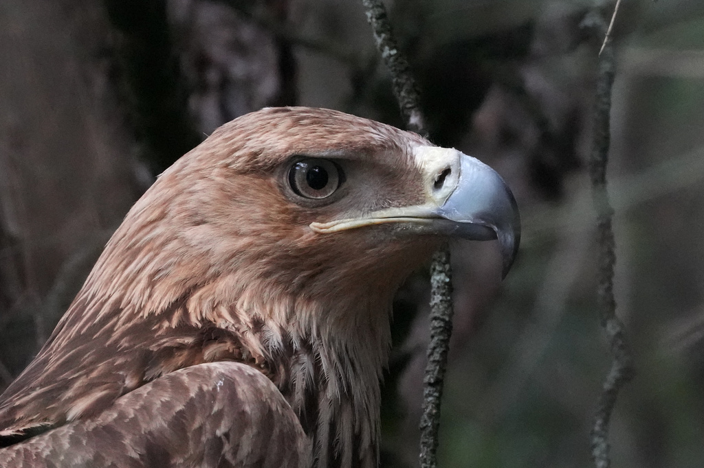 Feliks, an Eastern imperial eagle which flew from Serbia across North Macedonia, Greece, Turkey and Syria, where he fell victim to traffickers, looks out from a cage at Palic Zoo after returning in Serbia, Wednesday, June 24, 2026. (AP Photo/Darko Vojinovic)