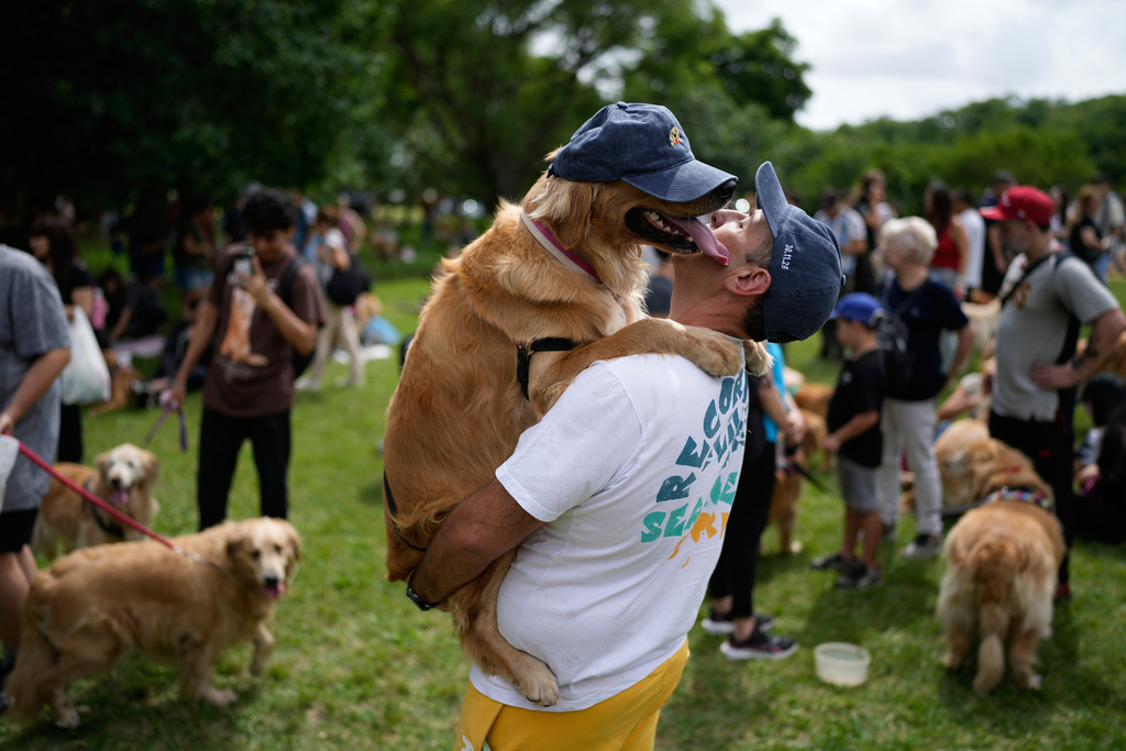 FILE - Maximiliano Rivero holds his pet Manola at a Palermo neighborhood park where pet owners gathered to set a world record of the largest-ever gathering of golden retrievers, in Buenos Aires, Argentina, Dec. 8, 2025. (AP Photo/Natacha Pisarenko, File)
