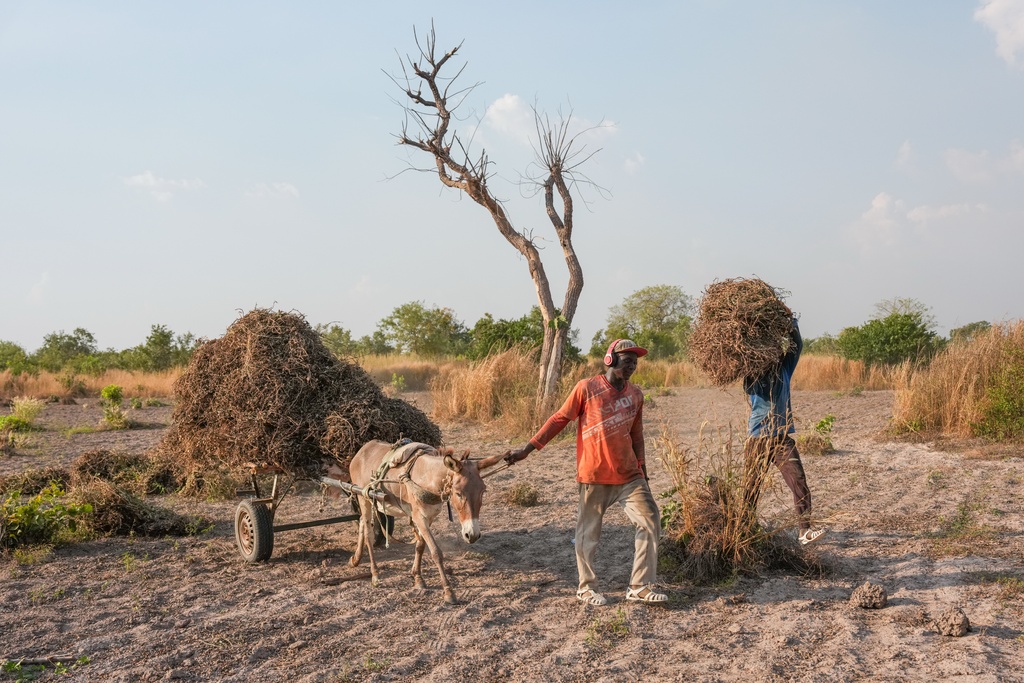 Issa Traore, center, and Madassa Kebe, right, carry peanut plants on a farm in Tambacounda, Senegal, Wednesday, Nov. 5, 2025. (AP Photo/Mark Banchereau)