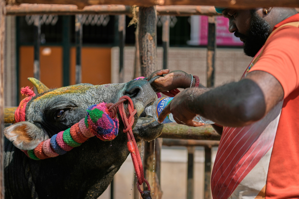 A handler gives his bull water to drink before competing in the Jallikattu bull-taming event at the annual harvest festival called Pongal in Avaniyapuram village on the outskirts of Madurai, India, Thursday, Jan. 15, 2026. (AP Photo/Mahesh Kumar A.)