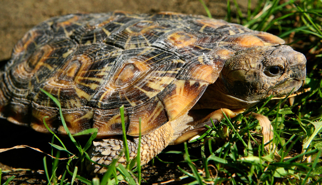 FILE - A pancake tortoise appears at the Oakland Zoo in Oakland, Calif., on Sept. 30, 2010. (AP Photo/Ben Margot, File)