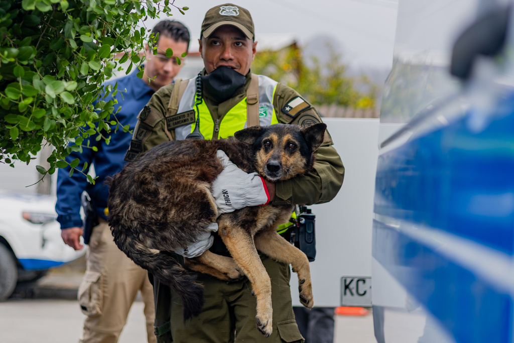 A police officer carries a dog named Negra to a mobile veterinary clinic in area damaged by wildfires in Lirquen, Chile, Tuesday, Jan. 20, 2026. (AP Photo/Javier Torres)