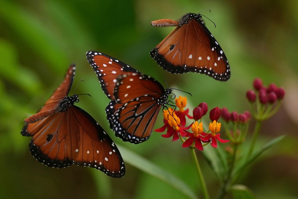 Butterflies gather around flowers along the Riverwalk, July 18, 2025, in San Antonio. (AP Photo/Eric Gay, File)