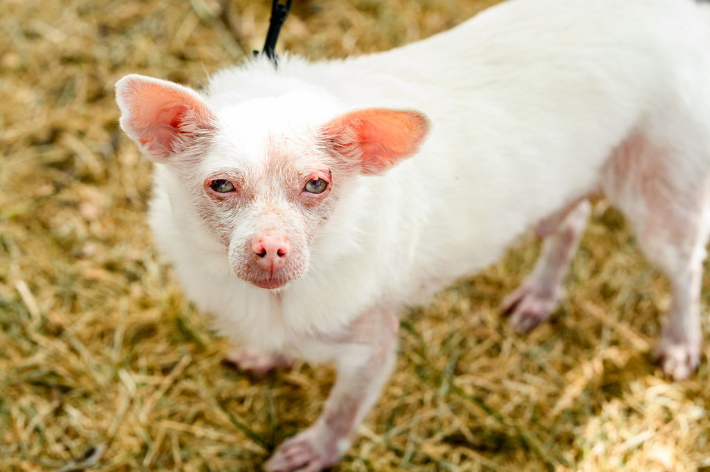 Pinky prepares to compete in the World's Ugliest Dog Contest at the Sonoma County Fair in Santa Rosa, Calif., on Friday, Aug. 14, 2026. The albino Pomeranian-Chihuahua mix went on to win second place. (AP Photo/Noah Berger)