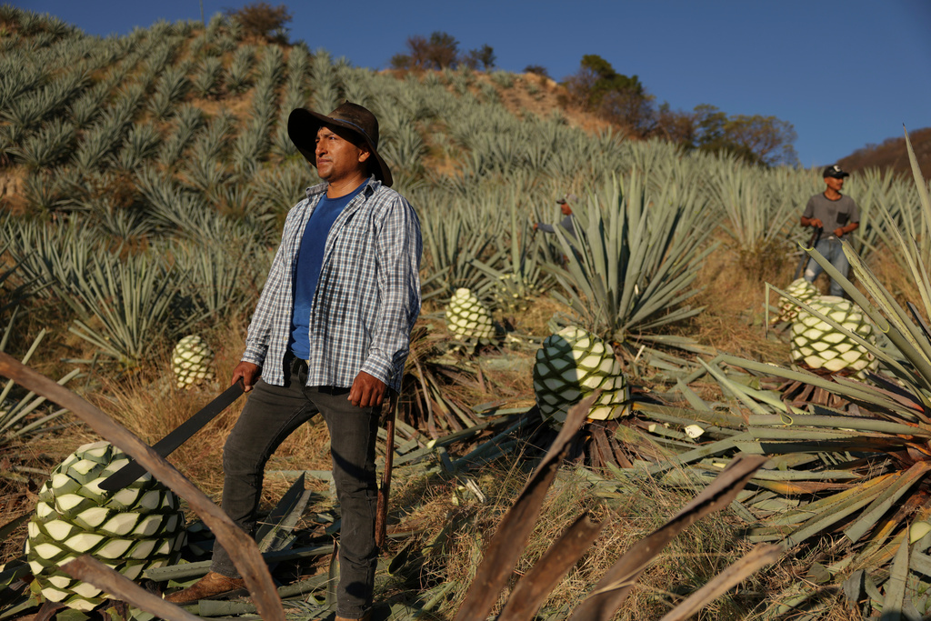 Edgardo Martinez Santiago pauses as he works to cut agave pineapples used to produce mezcal in Nejapa de Madero, Oaxaca, Mexico, Thursday, Jan. 22, 2026. (AP Photo/Claudia Rosel)
