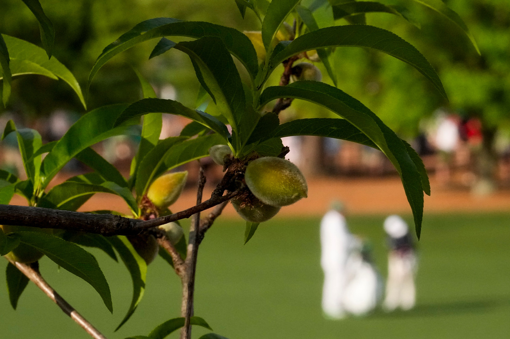 Flowering peach tree is seen on the third hole during a practice round ahead of the Masters golf tournament at the Augusta National Golf Club, Wednesday, April 8, 2026, in Augusta, Ga. (AP Photo/David J. Phillip)