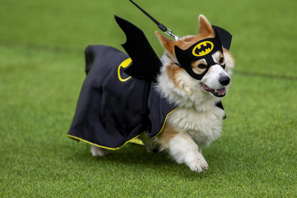 A corgi dog participates in a fashion show during a international event Corgi Race Vilnius 2025 in Vilnius, Lithuania, Saturday, Aug. 23, 2025. (AP Photo/Mindaugas Kulbis)